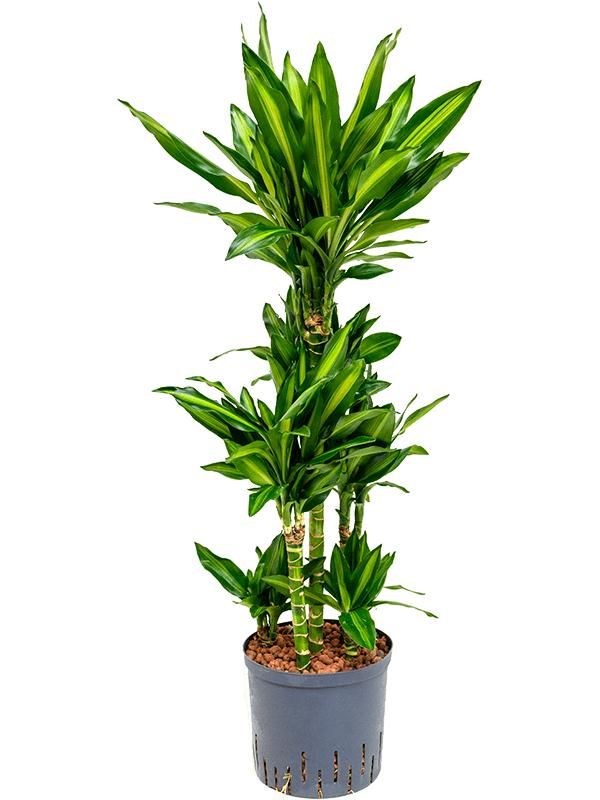 Drachenbaum - Dracaena Fragrans Cintho