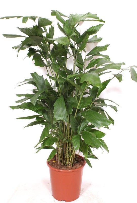 Fischschwanzpalme - Caryota Mitis