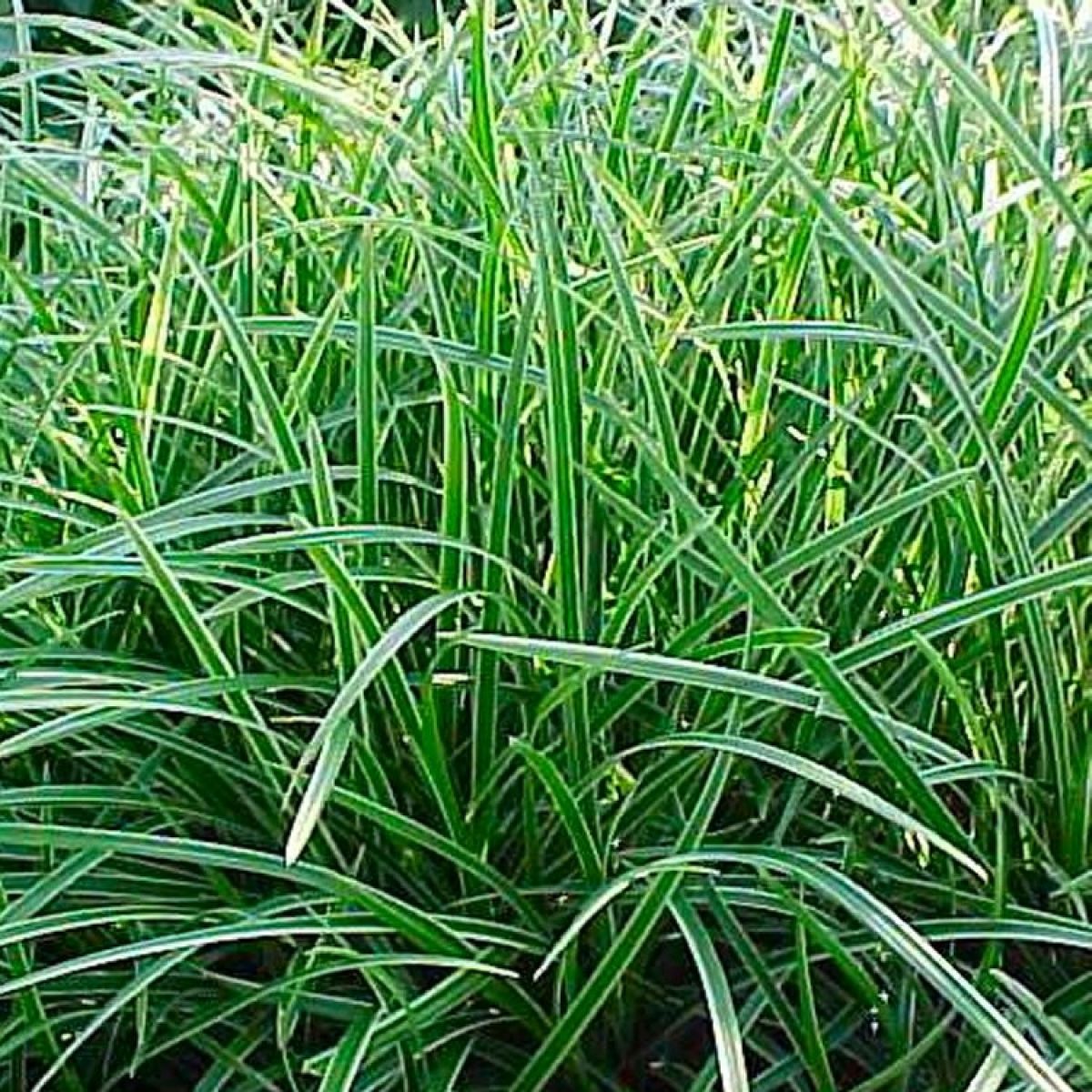 Carex Morowii Ice Dance