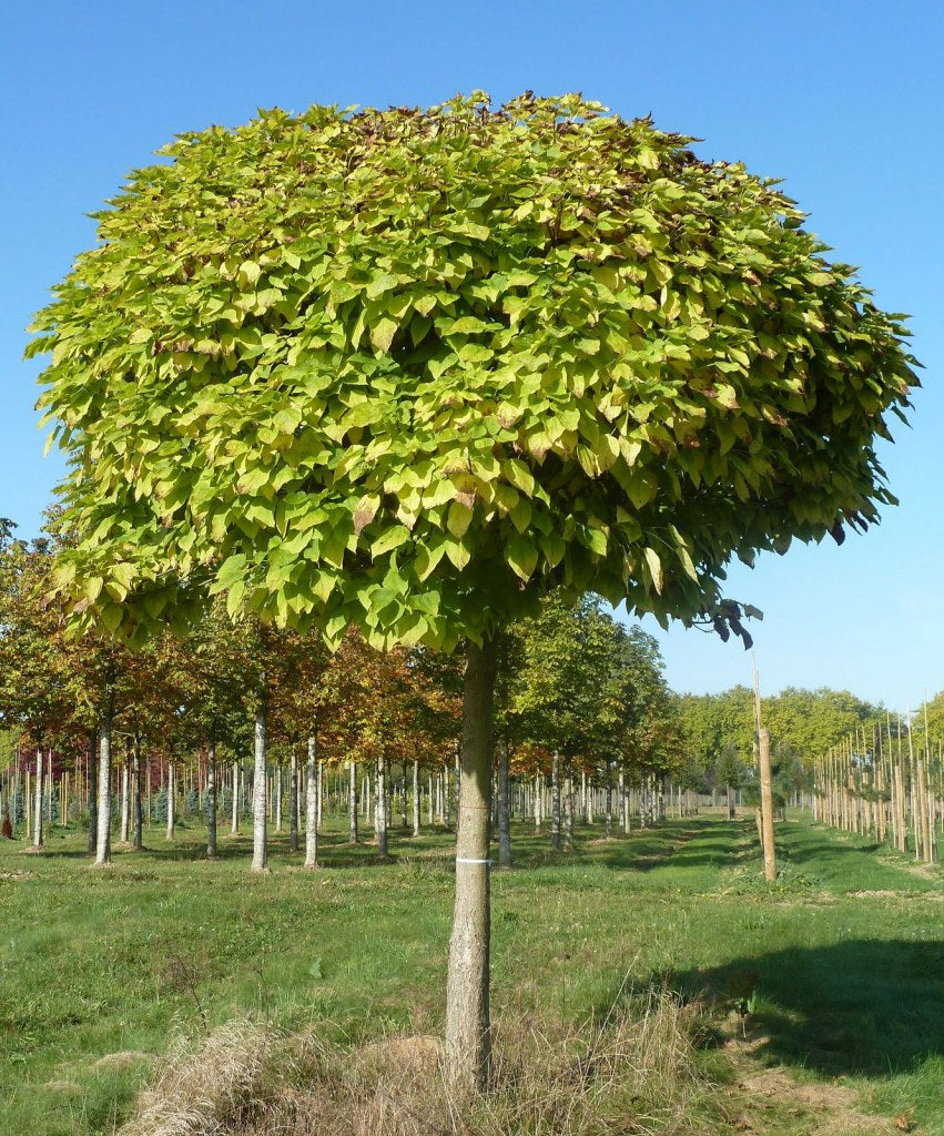 Catalpa Bignonioides Nana