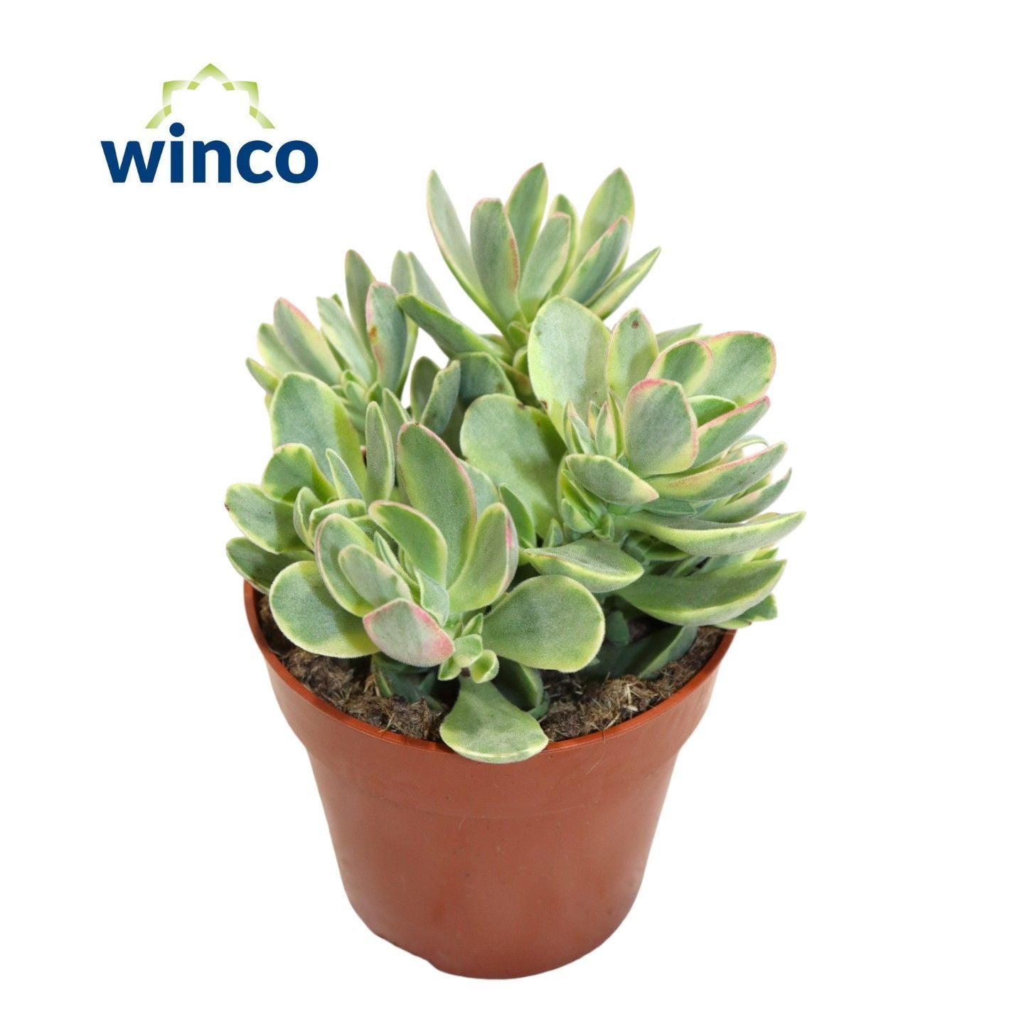 Geldbaum - Crassula Rusby Variagata