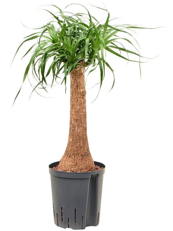 Elefantenfuß - Beaucarnea Recurvata