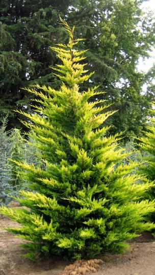 Cuprocyparis Leylandii Gold Rider