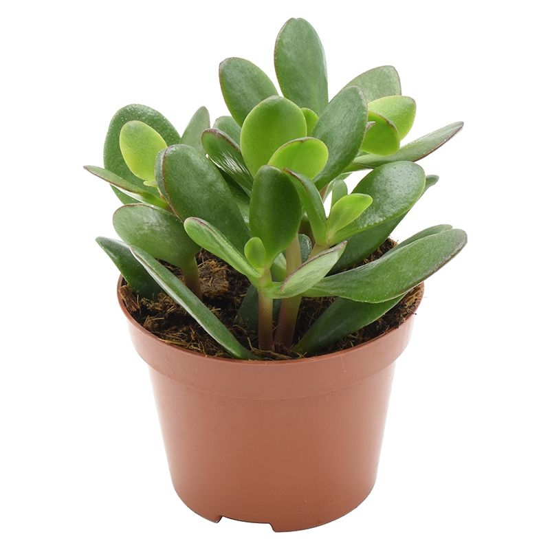 Geldbaum - Crassula (Money Tree)