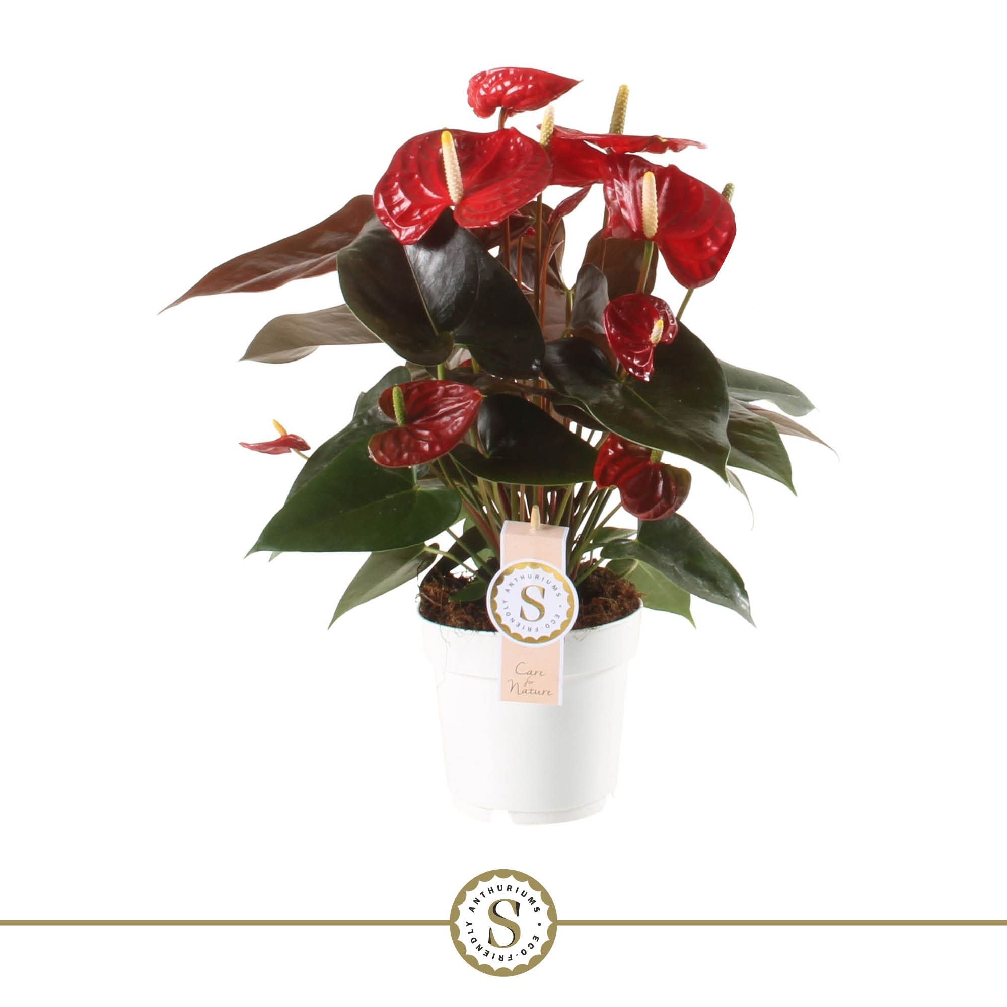 Flamingoblume - Anthurium Coral Champion