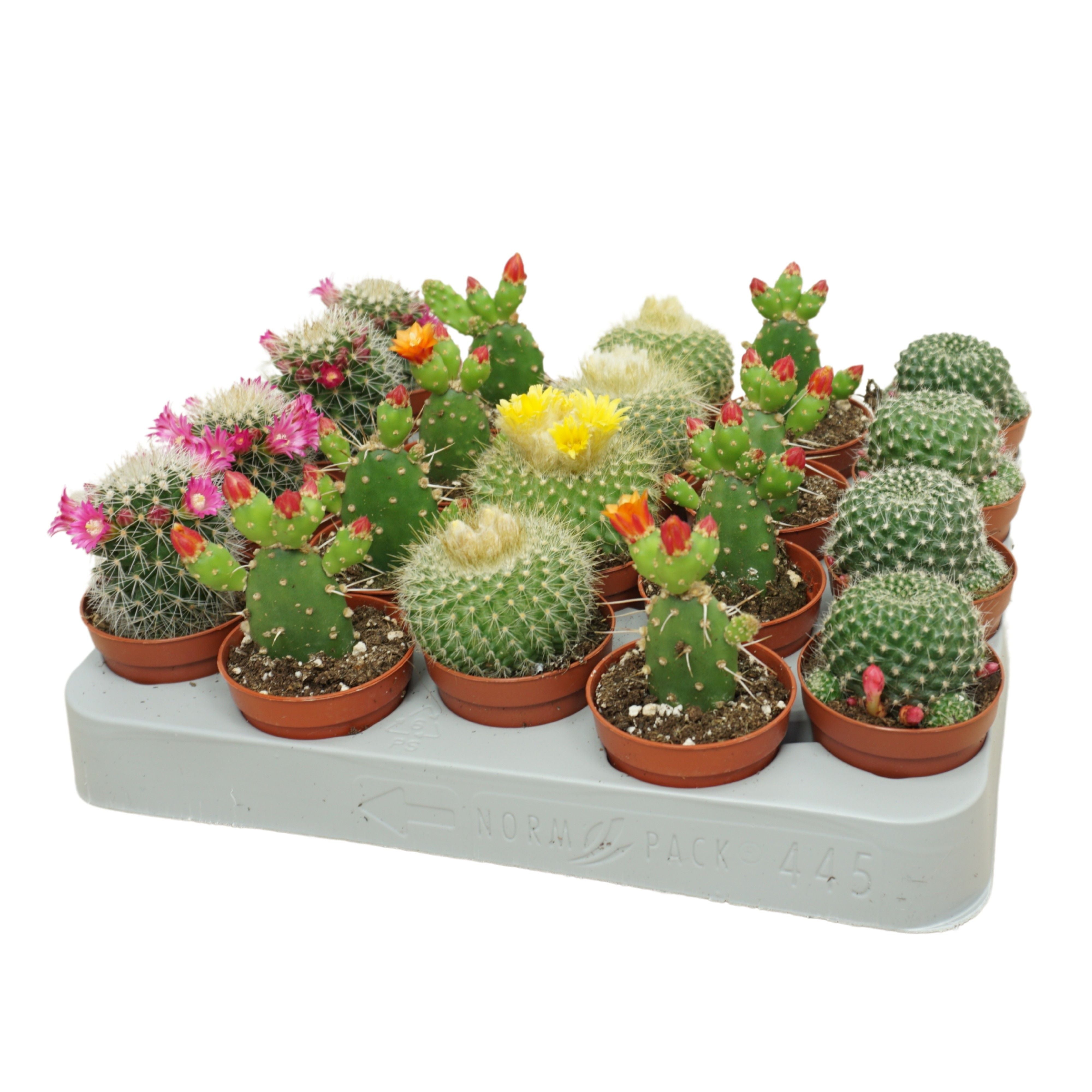 Kakteen - Cactus Bluhend De luxe Mix