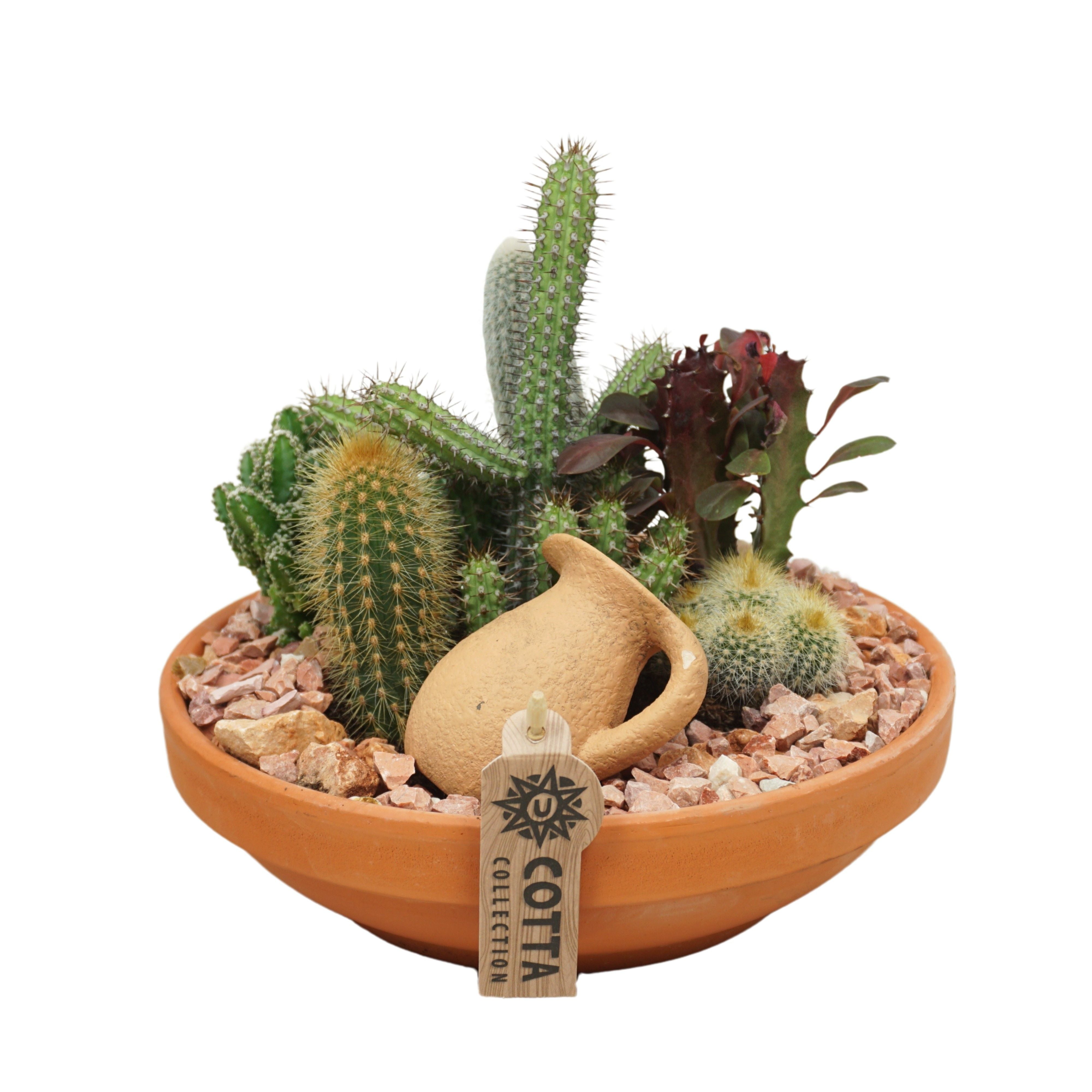 Cactus arrangement in 24 cm `Terracotta Schaal`