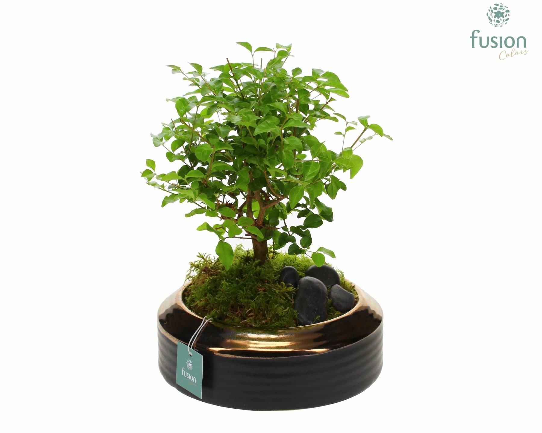 FC-21.0764FDH Keramik Schale bronze Large mit Bonsai