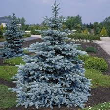 Picea Pungens ‘Hoopsii’