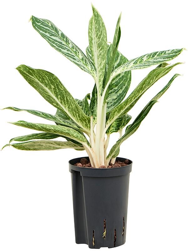 Kolbenfaden - Aglaonema Madonna