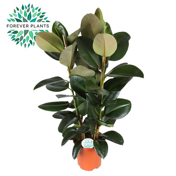 Gummibaum - Ficus Elastica Robusta