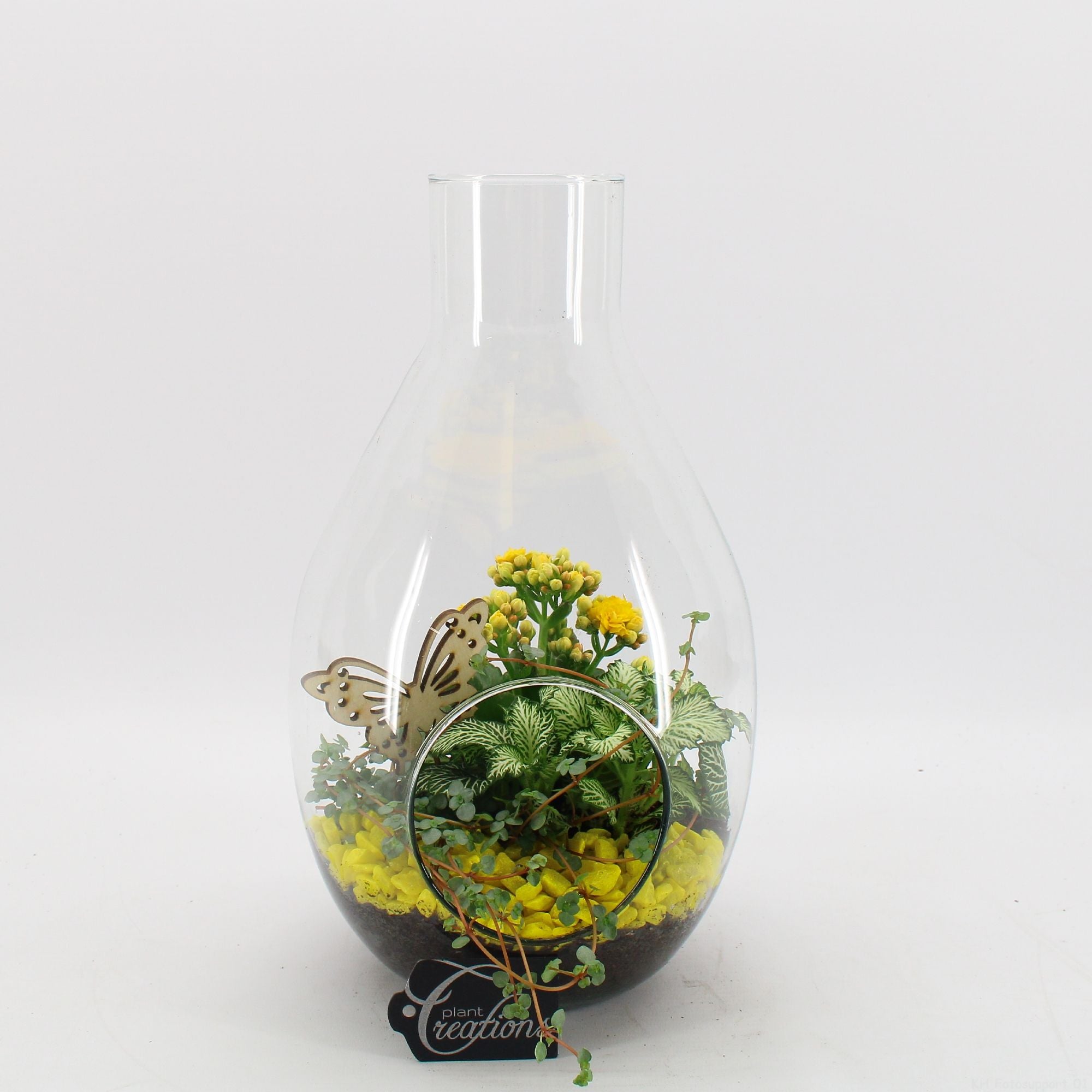 BACR-2505OR Basic fundamentals terrarium