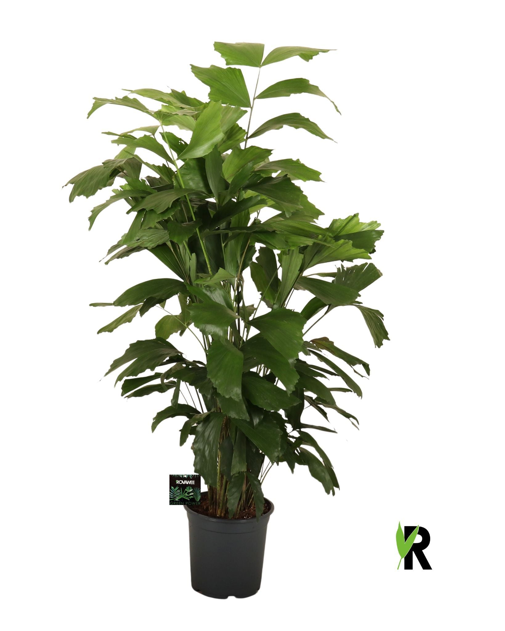 Fischschwanzpalme - Caryota Mitis