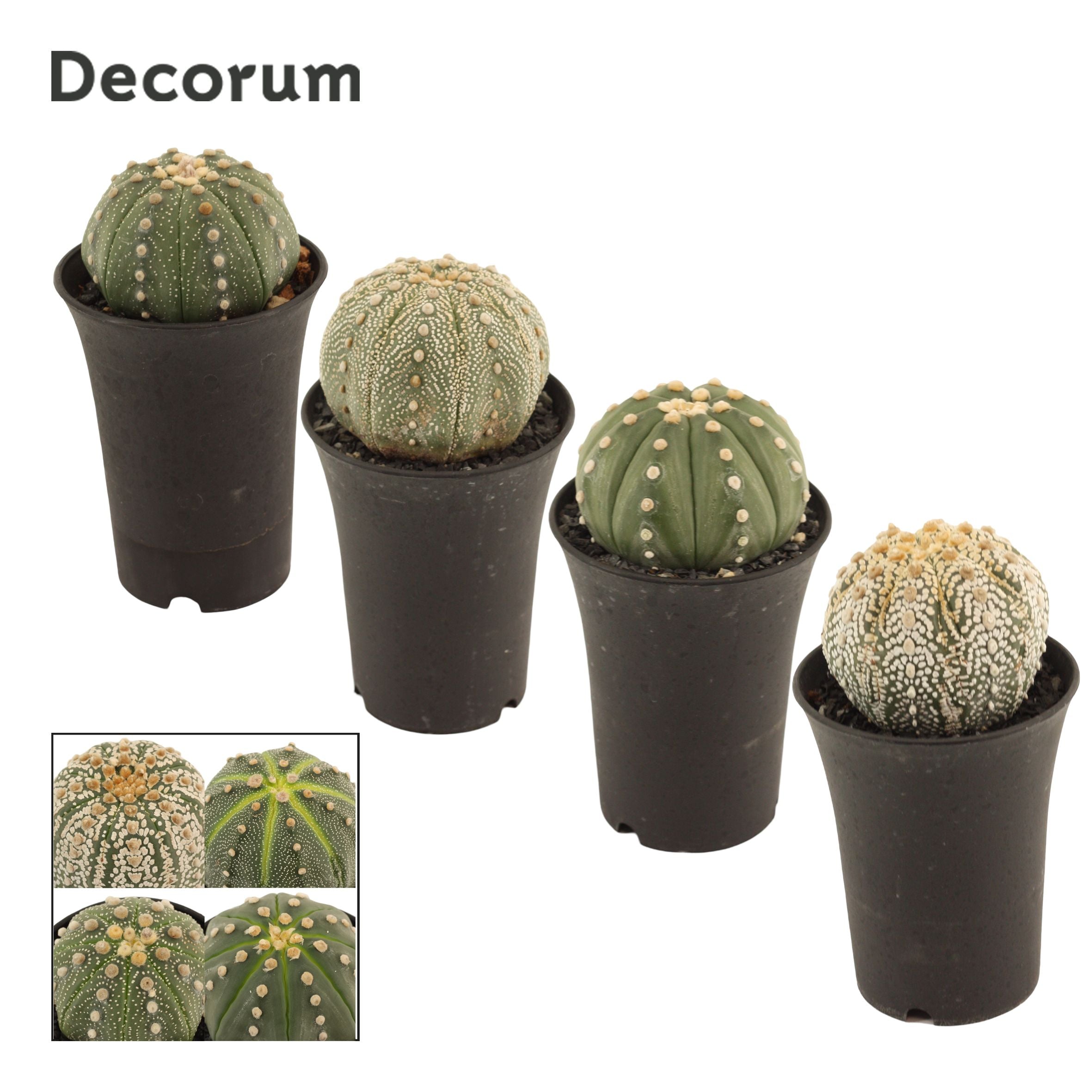 Bischofsmütze - Astrophytum Asterias