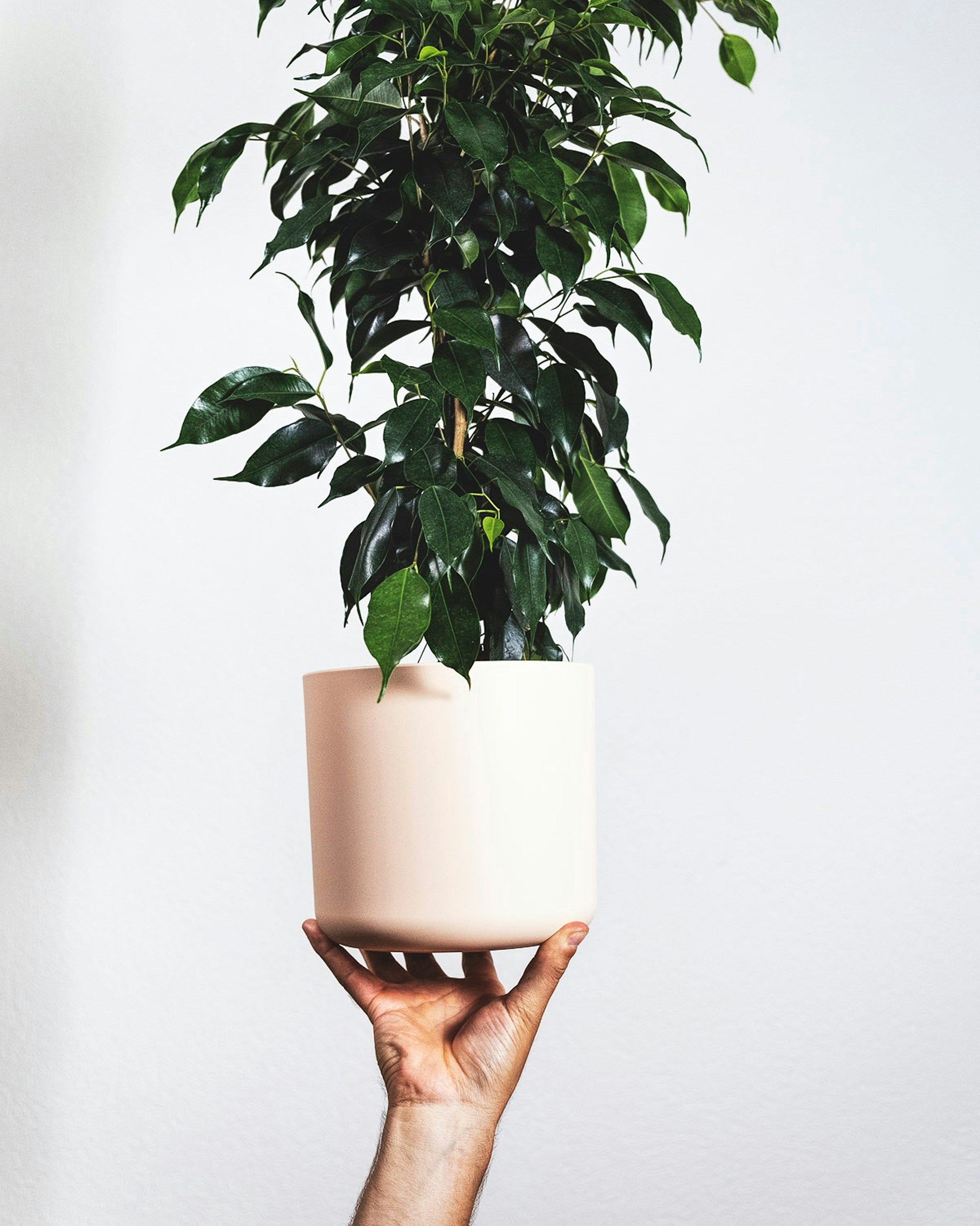 Birkenfeige - Ficus Benjamina Danielle