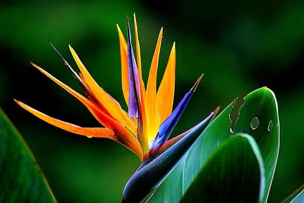Baumstrelitzie - Strelitzia nicolai