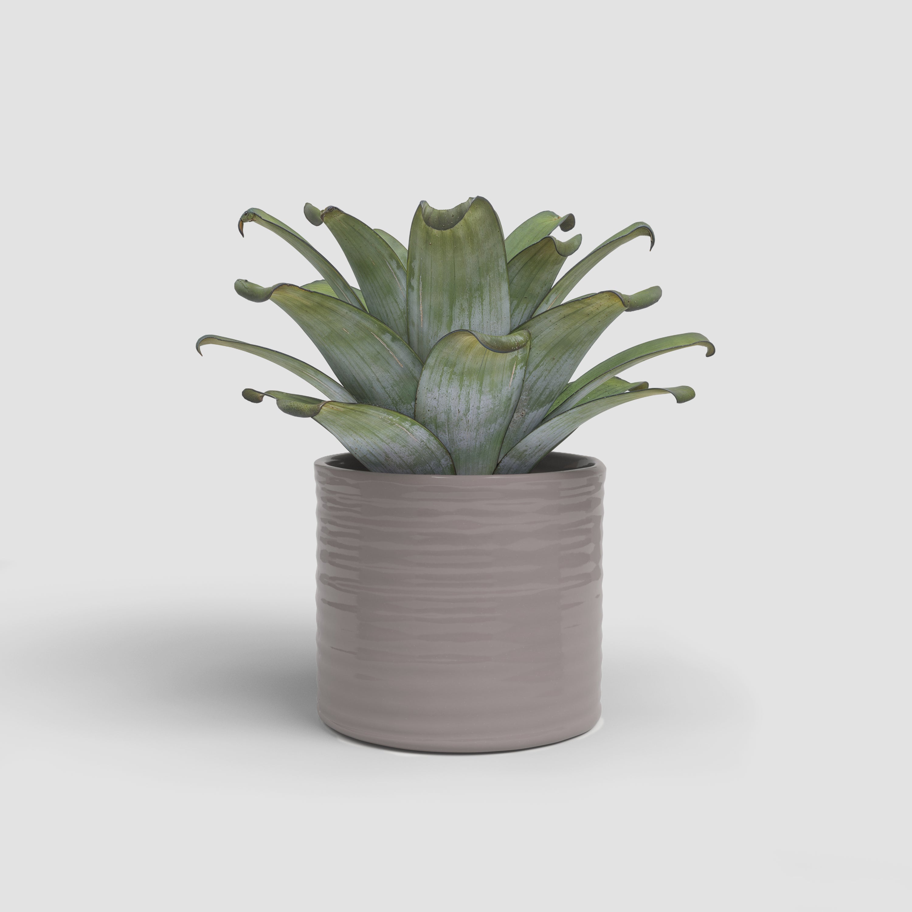 Fortuna Pot