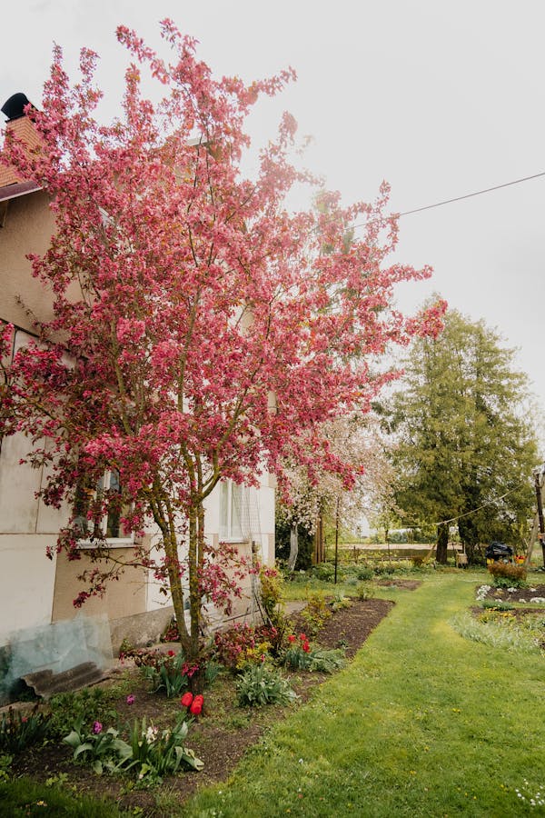 Prunus Lusitanica