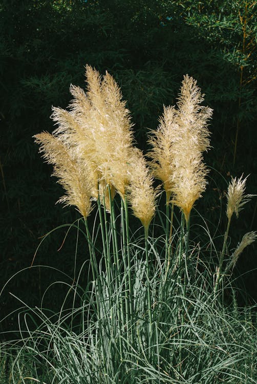 Cortaderia Sellona Pumila