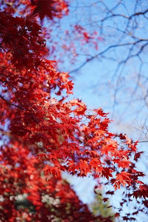 Acer Crimson King