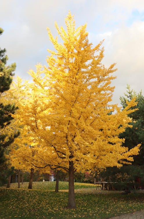 Ginkgo Biloba