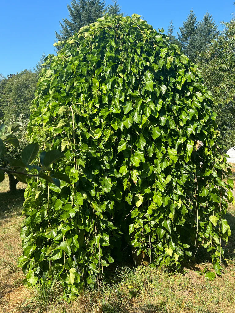 Morus Alba 'Pendula'