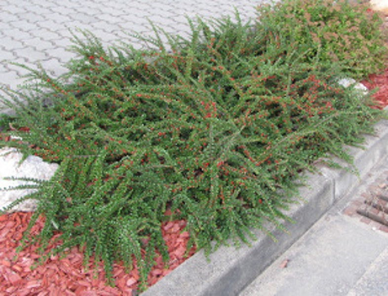 Cotoneaster Horizontalis