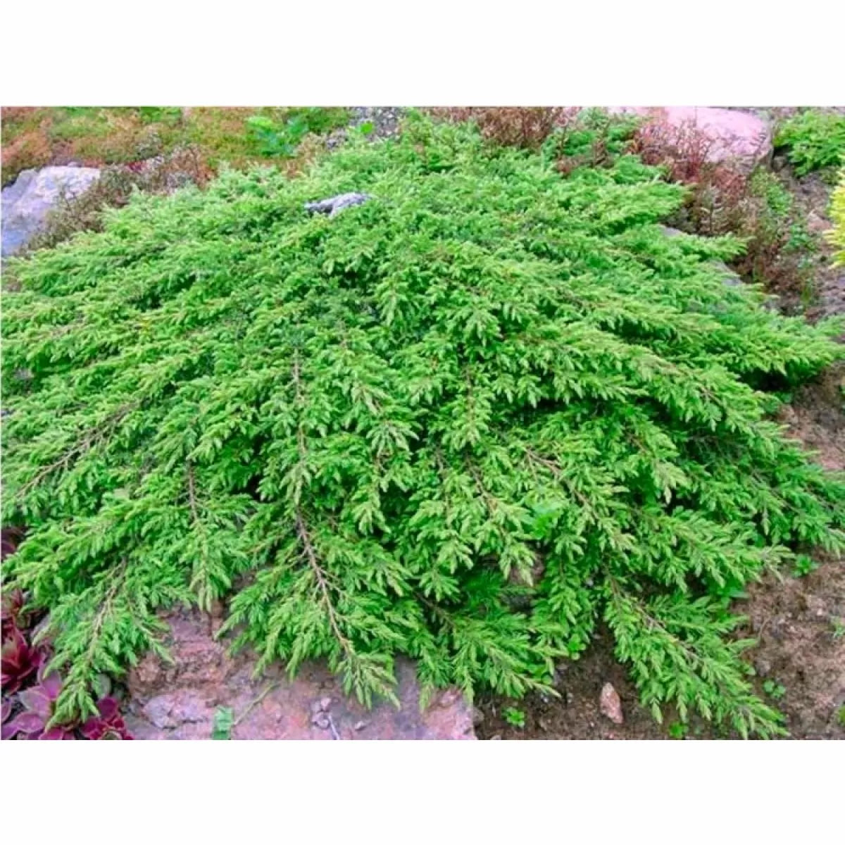 Juniperus Communis ‘Green Carpet’