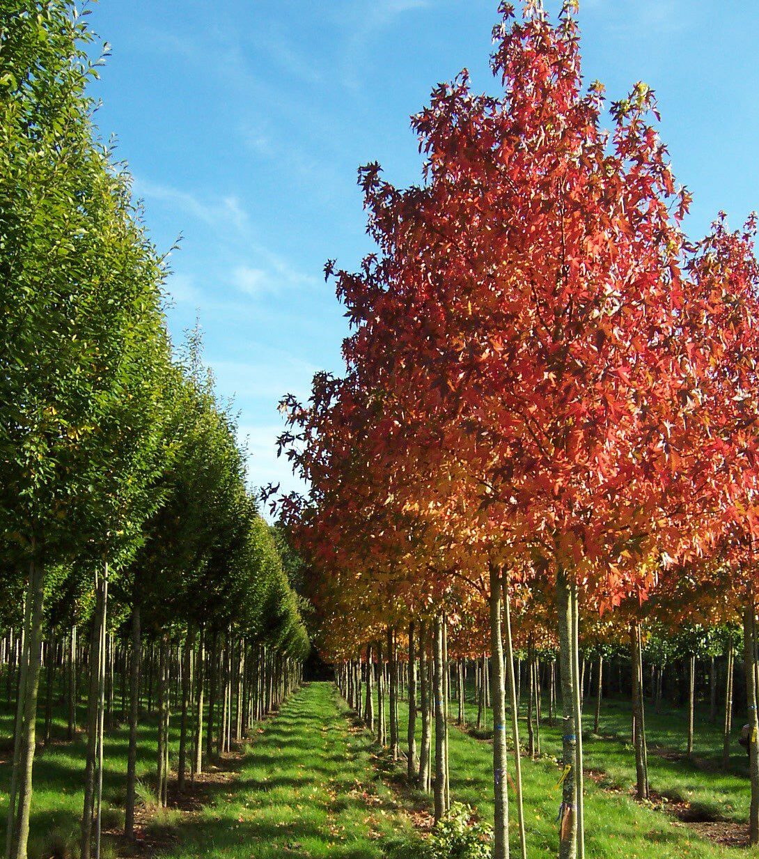 Liquidambar Styraciflua