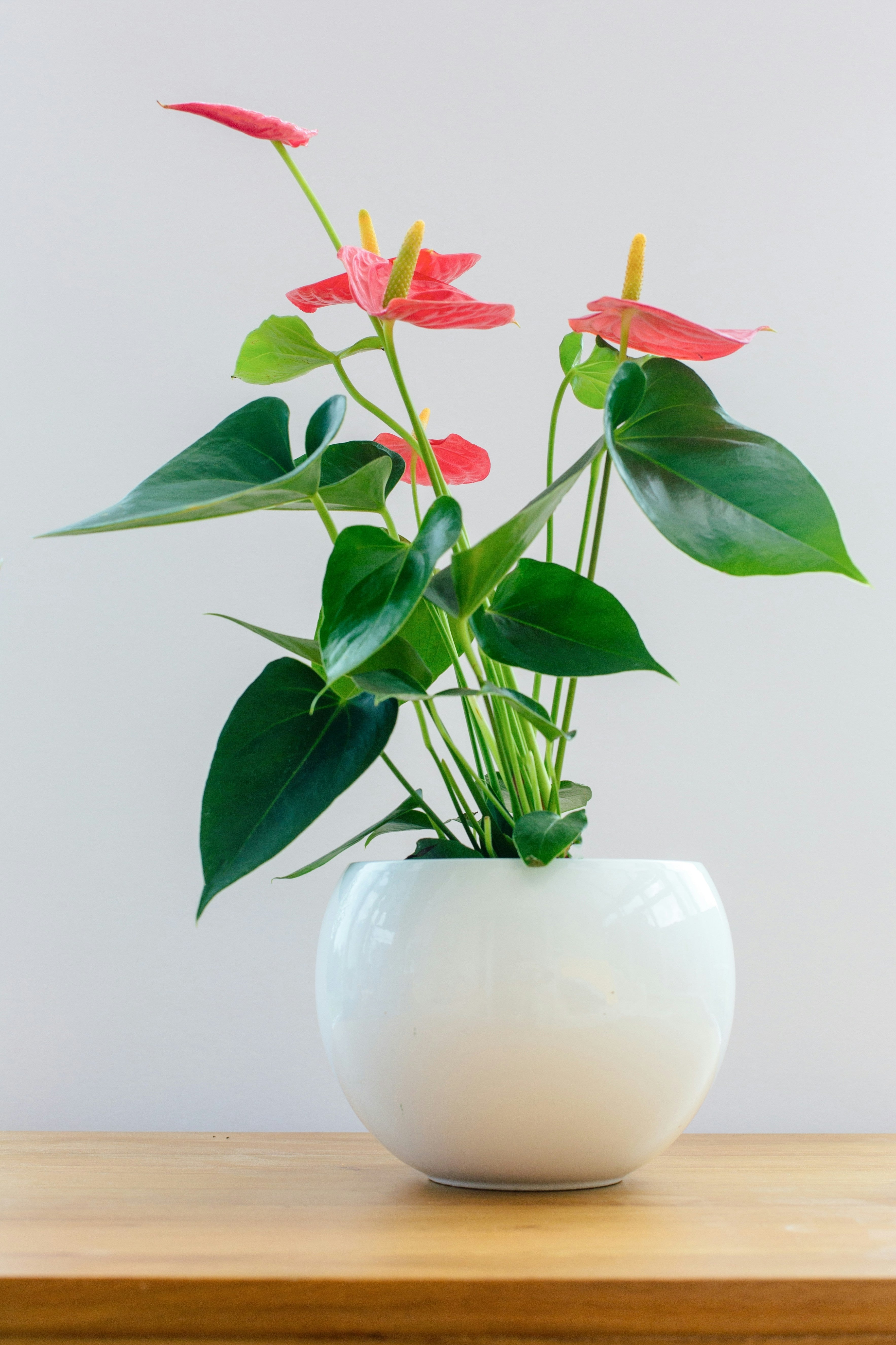 Flamingoblume - Anthurium Andraeanum