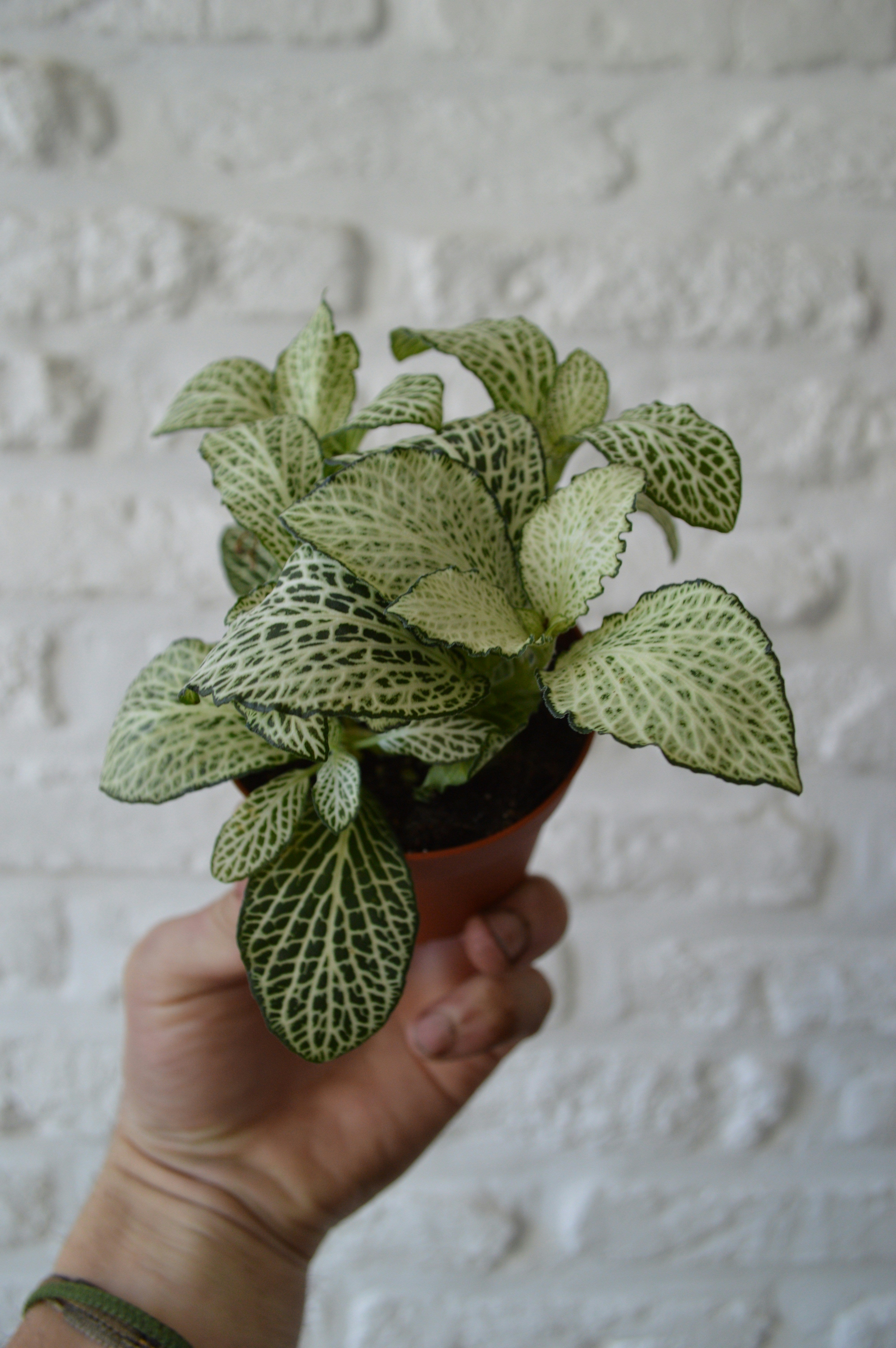 Mosaikpflanze - Fittonia Verschaffeltii