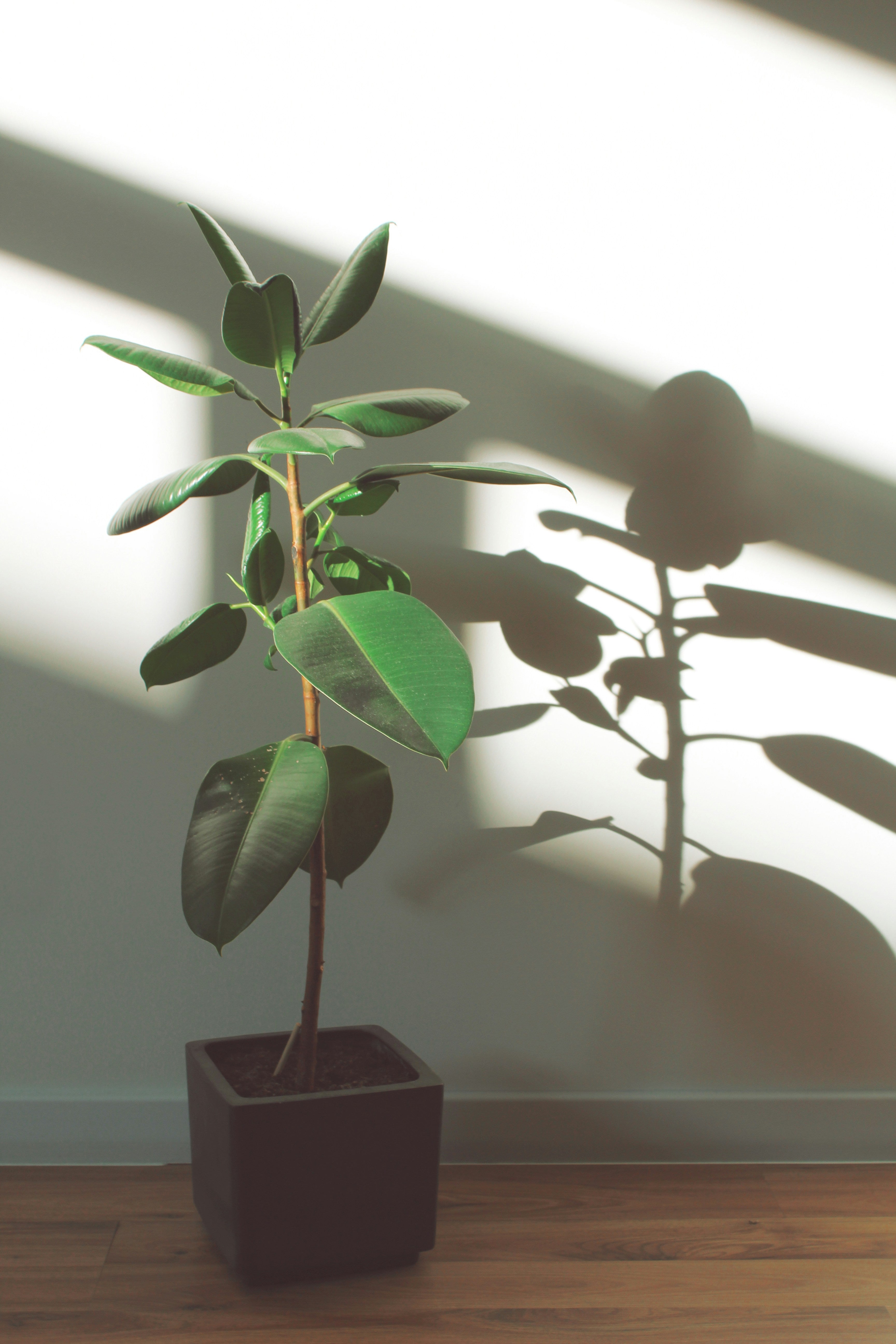 Gummibaum - Ficus Elastica Robusta