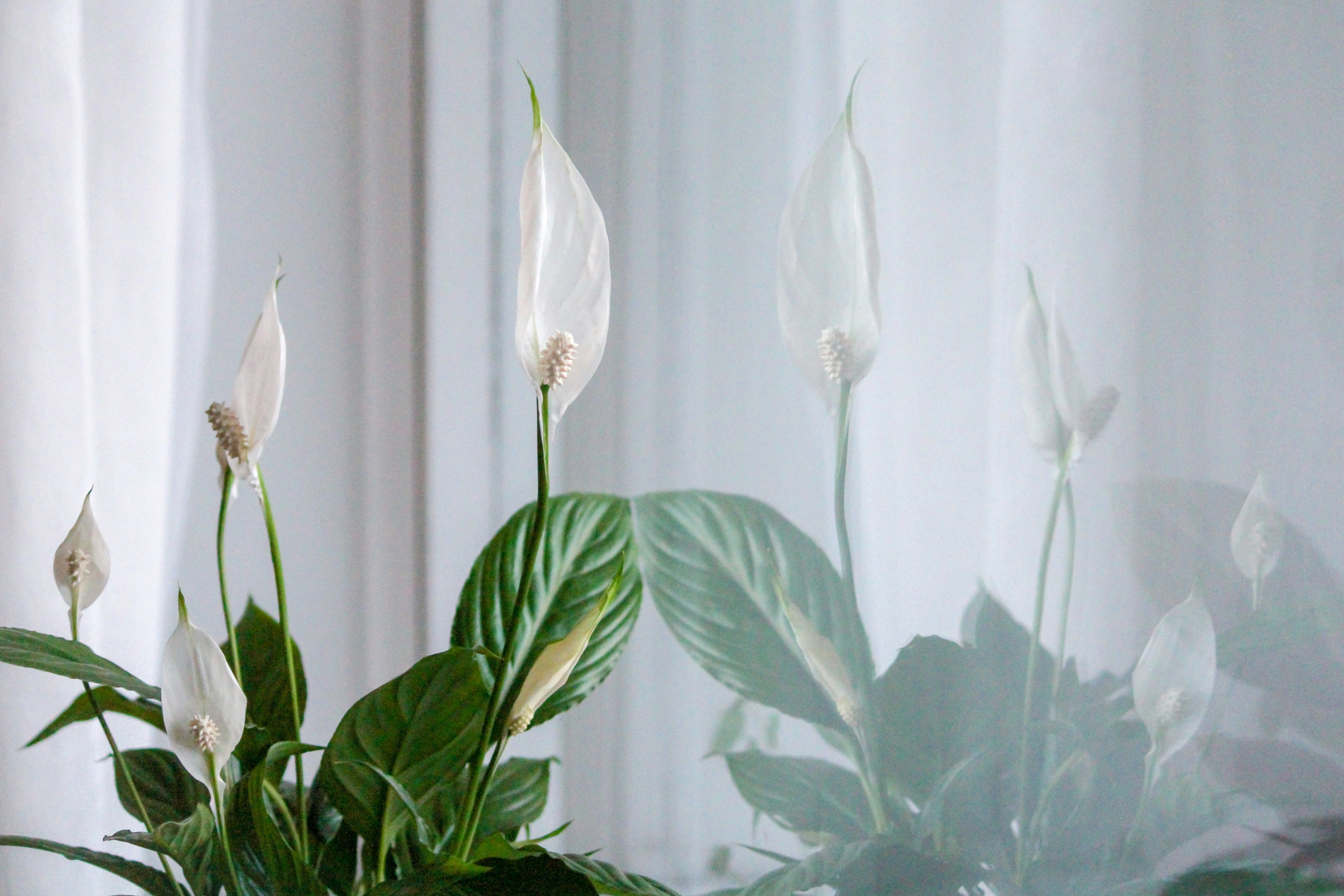 Einblatt - Spathiphyllum Wallisii