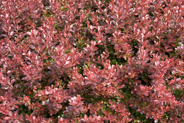 Berberis Thunbergii ‘Atropurpurea’