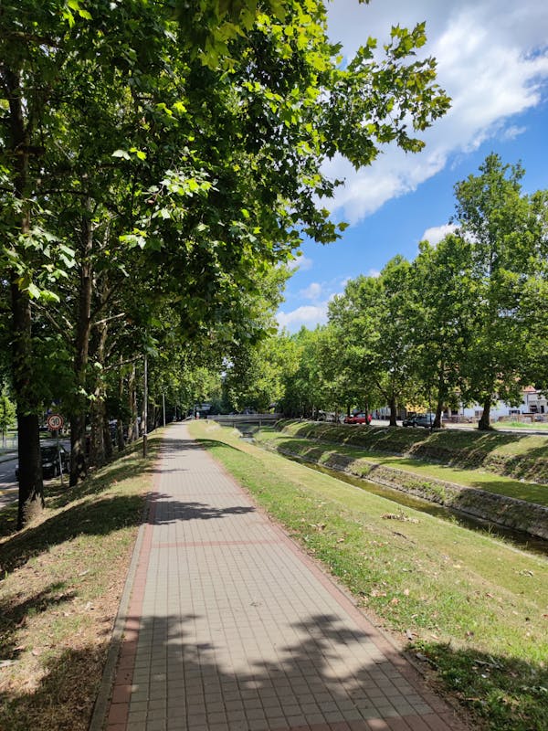 Platanus Orientalis X Acerifolia