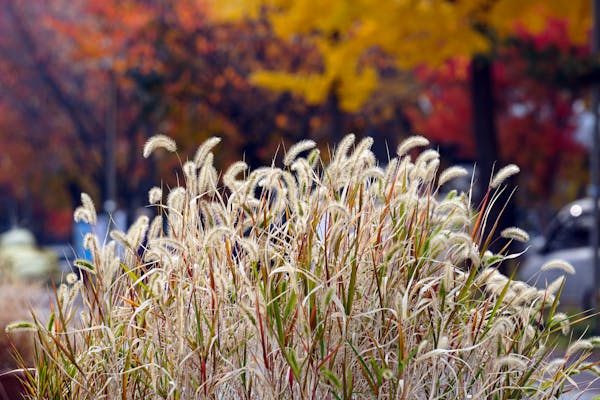 Festuca Glauca