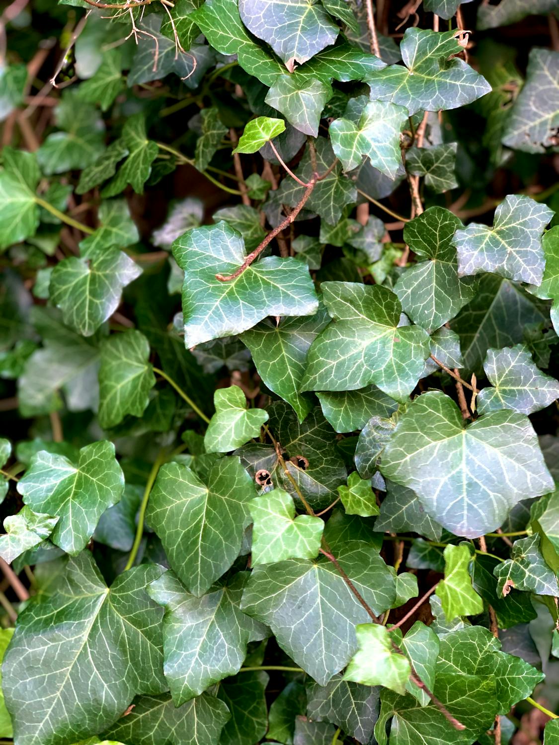 Hedera Helix Hibernica