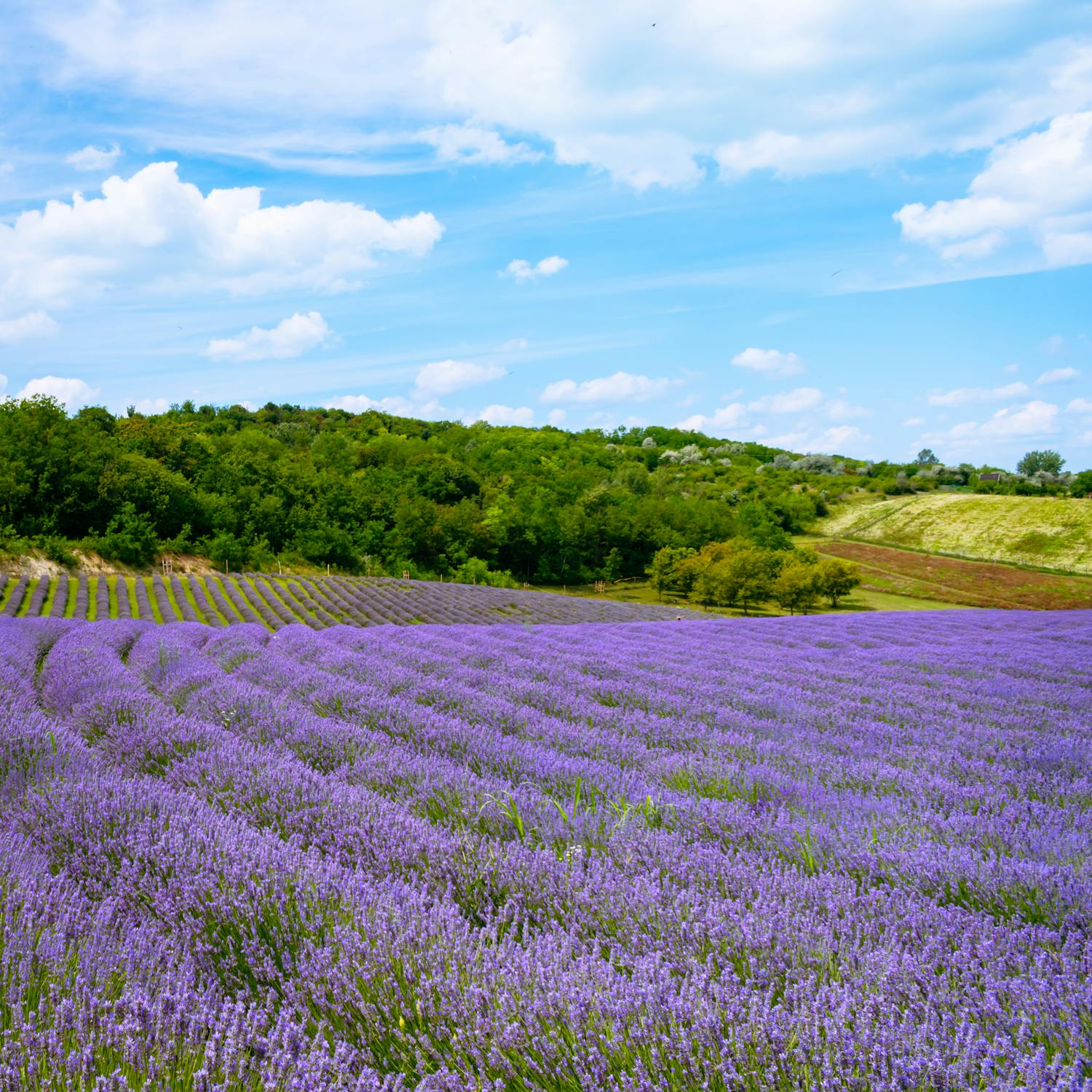 Lavandula Angustifolia 'Hidcote'