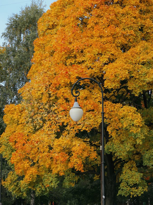 Celtis Australis