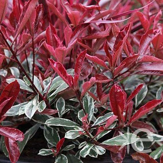 Photinia X Fraseri 'McLarlou' Louise