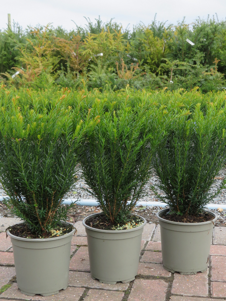 Taxus Baccata