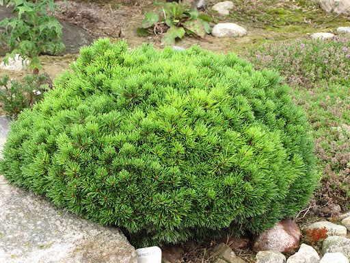 Pinus Mugo ‘Mops’