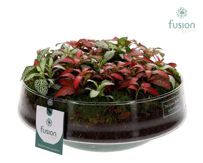 FC-25.0541FDH Green Bottle Iris Fittonia