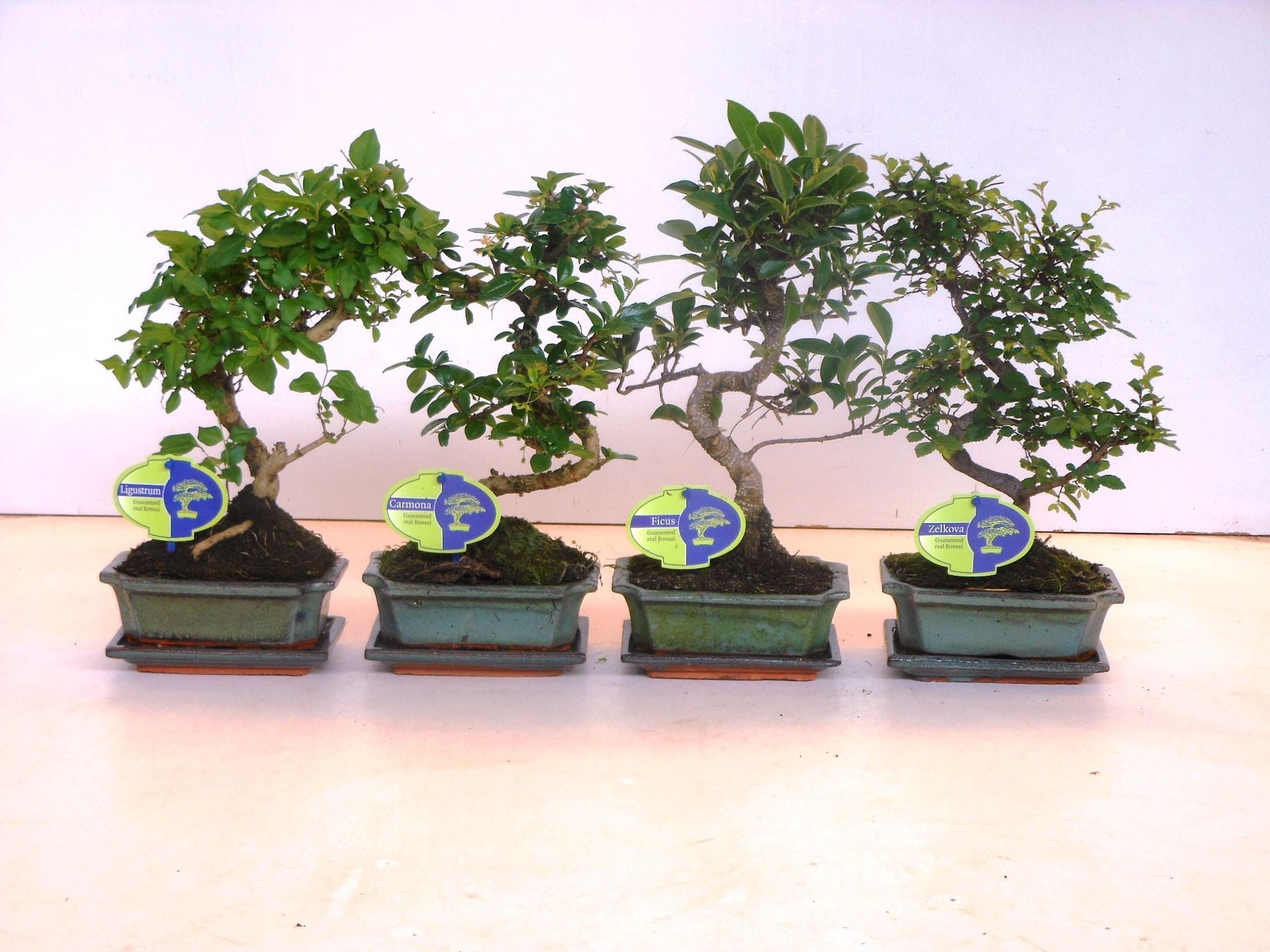 Bonsai Mix S-Shape