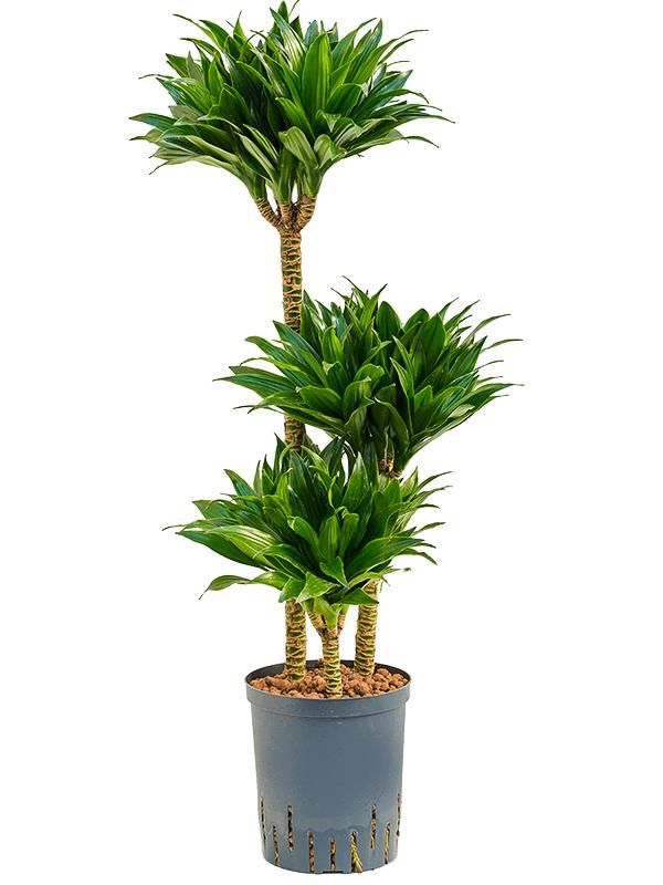 Drachenbaum - Dracaena Fragrans Compacta