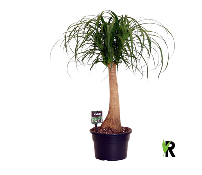 Elefantenfuß - Beaucarnea auf Stamm