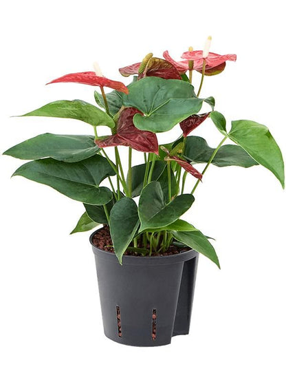 Flamingoblume - Anthurium Andraeanum