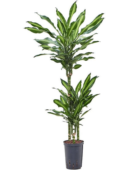 Drachenbaum - Dracaena Fragrans Cintho