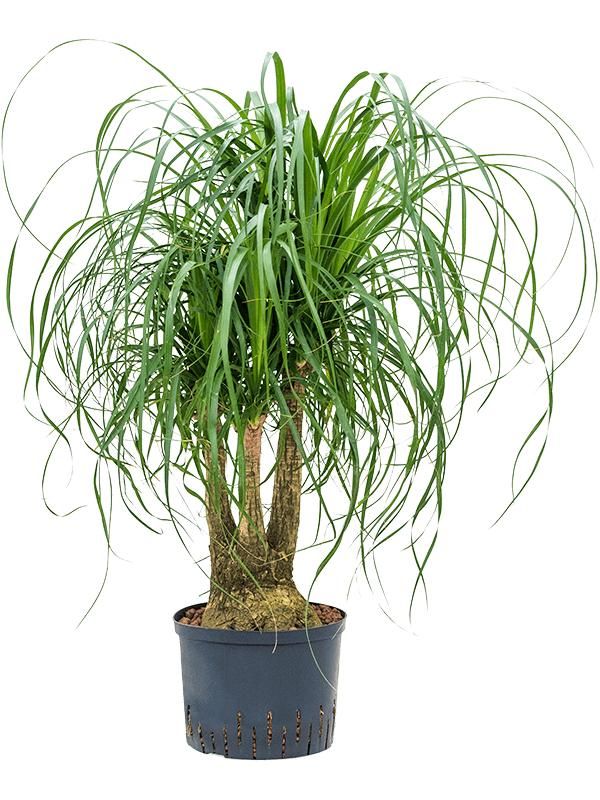 Elefantenfuß - Beaucarnea Recurvata