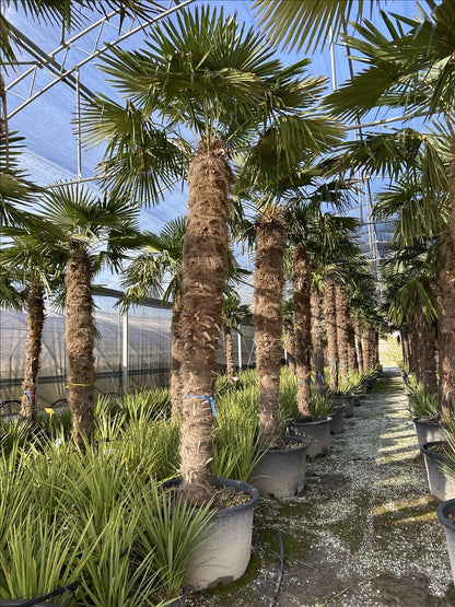 Trachycarpus fortunei humilis